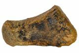 Hadrosaur (Edmontosaur) Metacarpal (Wrist) Bone - South Dakota #117080-2